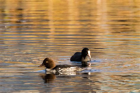 Telkkä (Bucephala clangula)